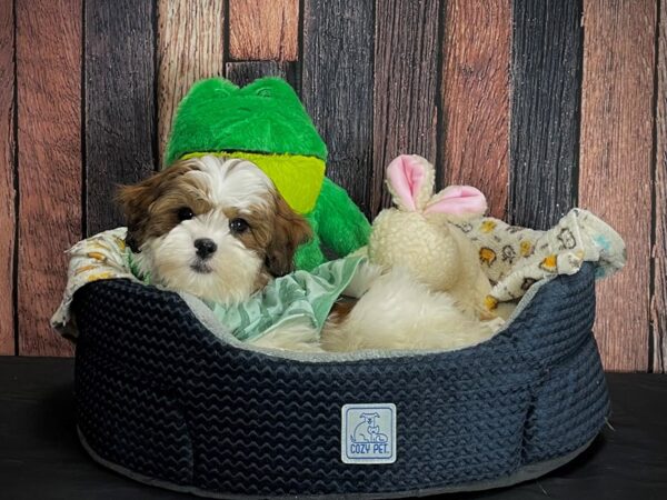 Poodle/Shih Tzu DOG Female Gold and White 25040 Petland Las Vegas, Nevada