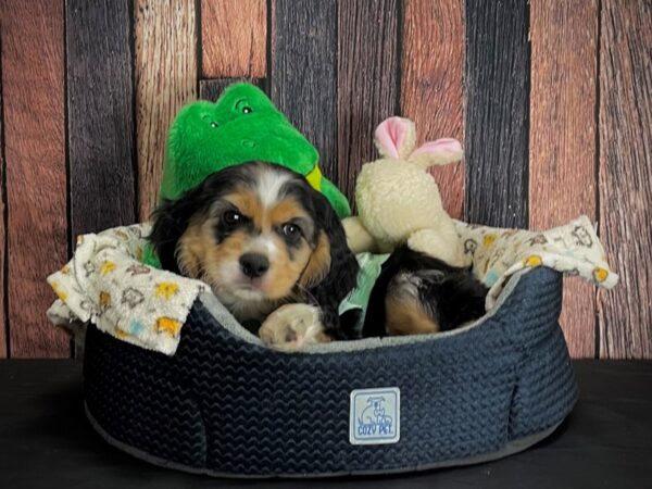 F1B Cockapoo-DOG-Male-Chocolate and Tan-25039-Petland Las Vegas, Nevada