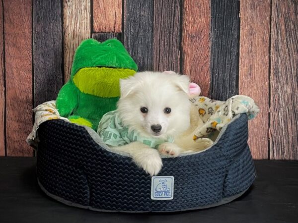 American Eskimo Dog DOG Male White 25038 Petland Las Vegas, Nevada