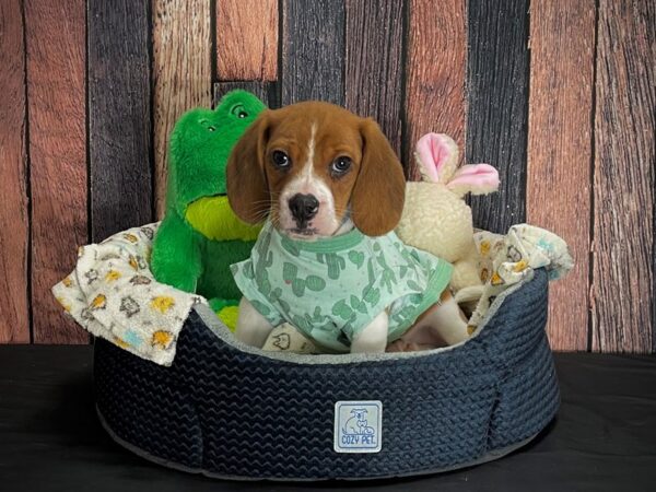 Beagle DOG Male Red 25037 Petland Las Vegas, Nevada