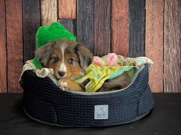 Australian Shepherd-DOG-Male-Blue Merle-25036-Petland Las Vegas, Nevada