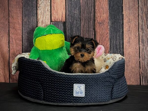 Yorkshire Terrier DOG Female Black / Tan 25033 Petland Las Vegas, Nevada