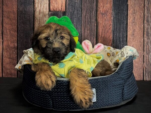 Soft Coated Wheaten Terrier-DOG-Male-Wheaten-25032-Petland Las Vegas, Nevada