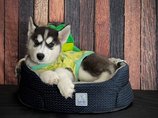 Siberian Husky DOG Female Black / White 25031 Petland Las Vegas, Nevada