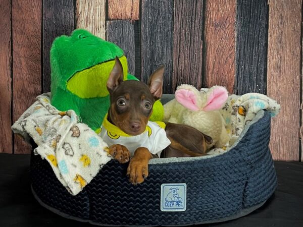 Miniature Pinscher DOG Female Chocolate / Tan 25029 Petland Las Vegas, Nevada