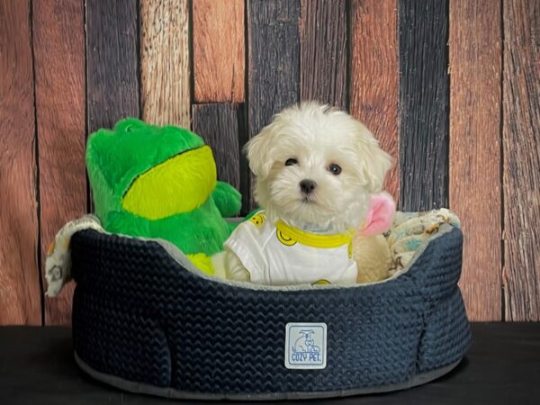 Maltese DOG Male White 25028 Petland Las Vegas, Nevada