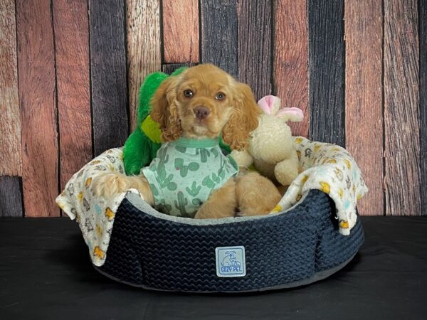 Cocker Spaniel DOG Female Buff 25026 Petland Las Vegas, Nevada