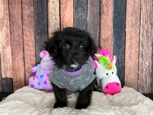 Poodle/Pomeranian-DOG-Male-Black-25078-Petland Las Vegas, Nevada