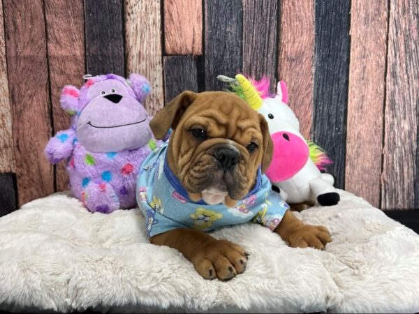 English Bulldog-DOG-Male-Red-25077-Petland Las Vegas, Nevada