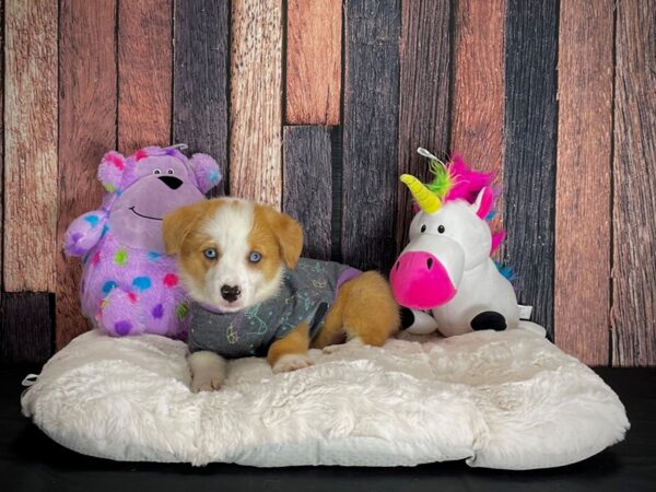 Cardigan Welsh Corgi/Pembroke Welsh Corgi-DOG-Female-SABLE-25072-Petland Las Vegas, Nevada