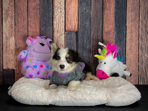 Cardigan Welsh Corgi/Pembroke Welsh Corgi-DOG-Male-Tri-Color-25071-Petland Las Vegas, Nevada