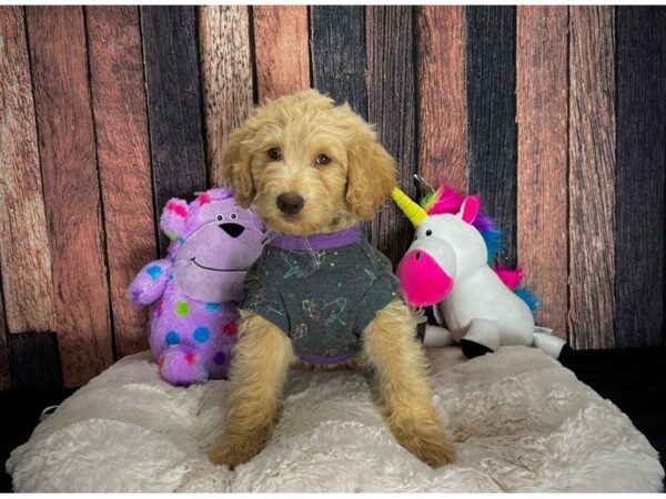 Labradoodle F1-B DOG Male 25073 Petland Las Vegas, Nevada