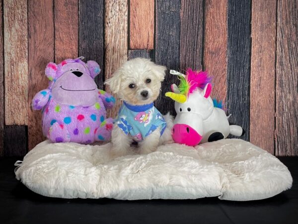 Bichon Frise-DOG-Female-White-25070-Petland Las Vegas, Nevada