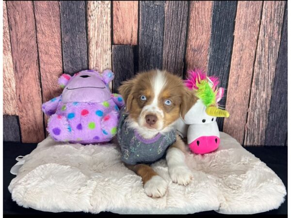 Australian Shepherd DOG Female Red 25069 Petland Las Vegas, Nevada