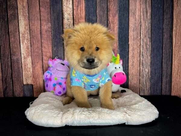 Chow Chow DOG Male Cinnamon 25068 Petland Las Vegas, Nevada