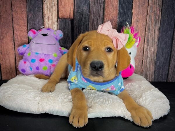 Labrador Retriever DOG Female Yellow 25067 Petland Las Vegas, Nevada