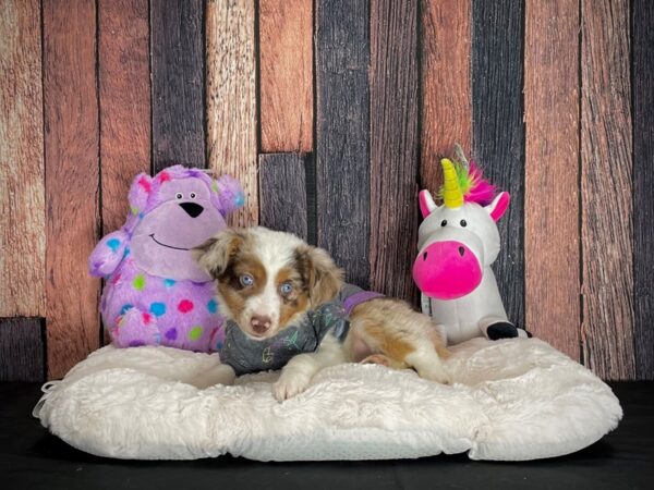 Miniature American Shepherd DOG Female Red Merle 25066 Petland Las Vegas, Nevada