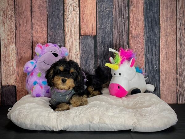 Cavalier King Charles Spaniel/Poodle DOG Female Black and Apricot 25063 Petland Las Vegas, Nevada