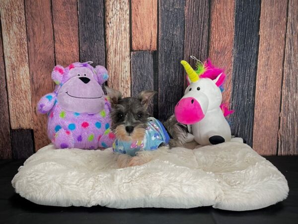 Miniature Schnauzer DOG Female White Salt / Pepper 25059 Petland Las Vegas, Nevada