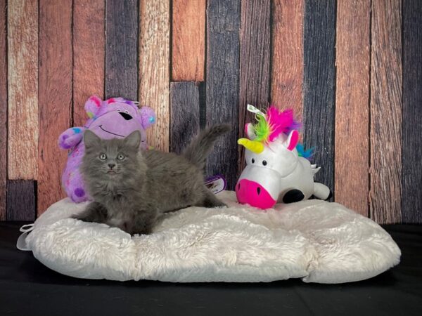 Domestic Cat CAT Female Gray 25050 Petland Las Vegas, Nevada