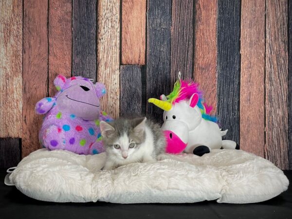 Domestic Cat-CAT-Male-Gray / White-25053-Petland Las Vegas, Nevada