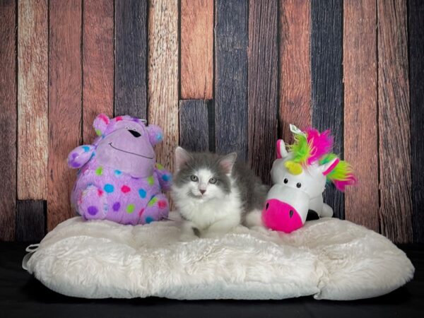 Domestic Cat-CAT-Female-Gray / White-25051-Petland Las Vegas, Nevada