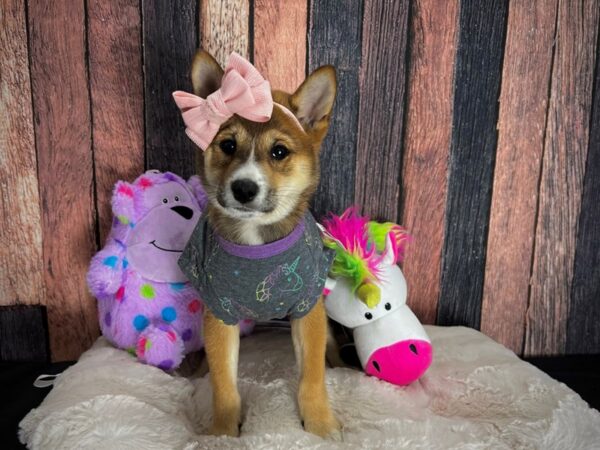 Shiba Inu DOG Female Red Sable 25048 Petland Las Vegas, Nevada