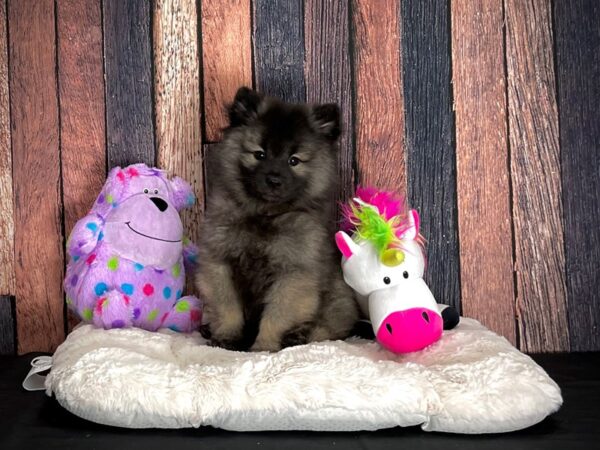 Keeshond DOG Male Silver / Black 25046 Petland Las Vegas, Nevada