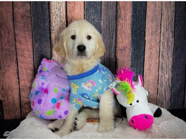 Golden Retriever DOG Male Light Golden 25045 Petland Las Vegas, Nevada