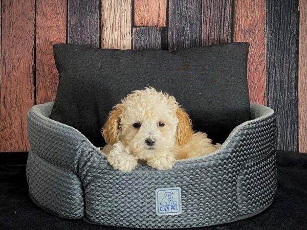 Cocker Spaniel/Poodle-DOG-Female-Cream-25097-Petland Las Vegas, Nevada