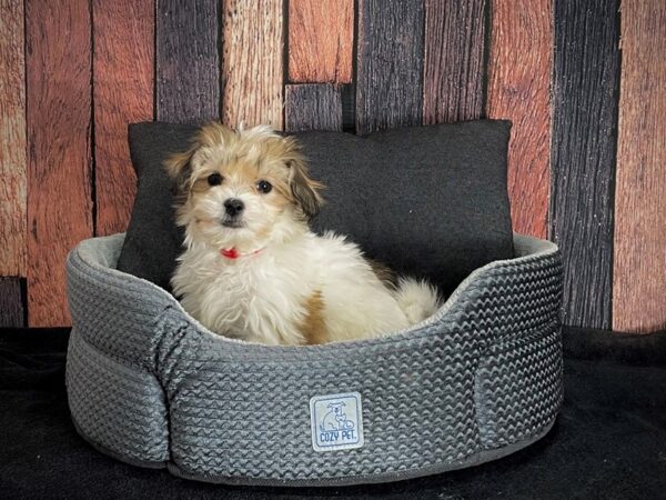 Bichon Frise/Shih Tzu-DOG-Female-Brindle / White-25096-Petland Las Vegas, Nevada