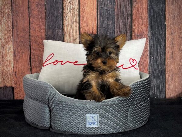 Yorkshire Terrier DOG Female Black / Tan 25095 Petland Las Vegas, Nevada