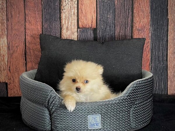 Pomeranian-DOG-Male-Cream-25093-Petland Las Vegas, Nevada