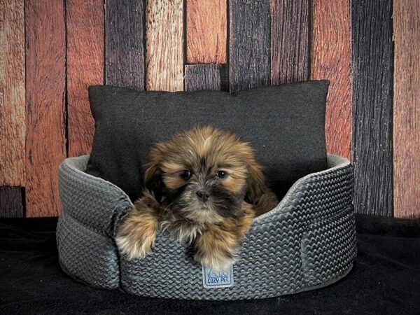 Lhasa Apso-DOG-Male-Grizzle-25091-Petland Las Vegas, Nevada