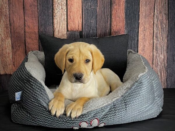 Labrador Retriever DOG Male Yellow 25090 Petland Las Vegas, Nevada