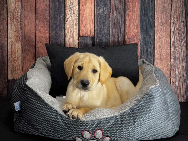 Labrador Retriever DOG Female Yellow 25089 Petland Las Vegas, Nevada