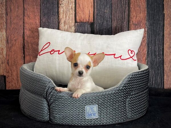 Chihuahua-DOG-Male-Fawn-25088-Petland Las Vegas, Nevada