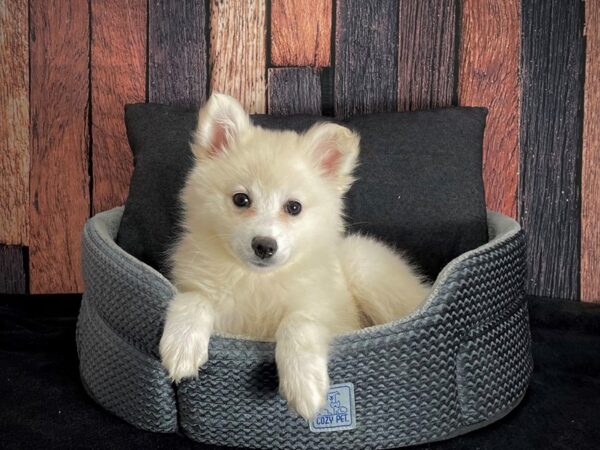 American Eskimo Dog-DOG-Female-White-25086-Petland Las Vegas, Nevada