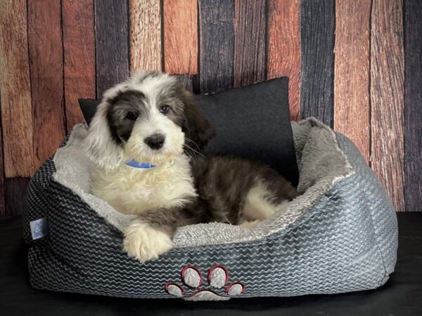 Old English Sheepdog/Standard Poodle-DOG-Male-Grey and White-25085-Petland Las Vegas, Nevada