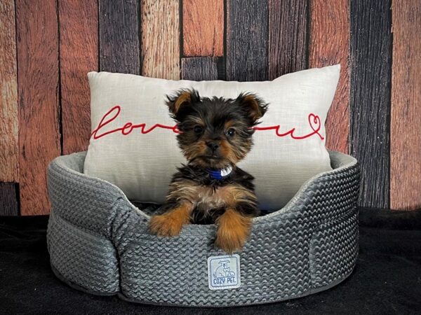 Yorkshire Terrier DOG Male Black and Gold 25083 Petland Las Vegas, Nevada