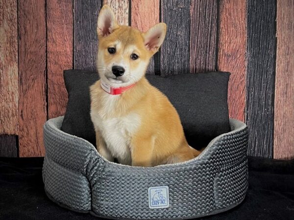 Shiba Inu DOG Female Red 25082 Petland Las Vegas, Nevada