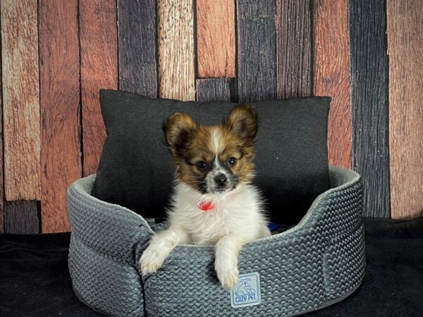 Papillon DOG Female White and Sable 25081 Petland Las Vegas, Nevada