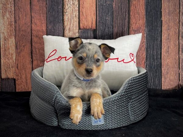 Australian Cattle Dog DOG Male Blue Mottled 25079 Petland Las Vegas, Nevada