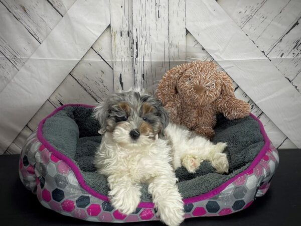 F1b Cockapoo-DOG-Female-Blue Merle-25112-Petland Las Vegas, Nevada