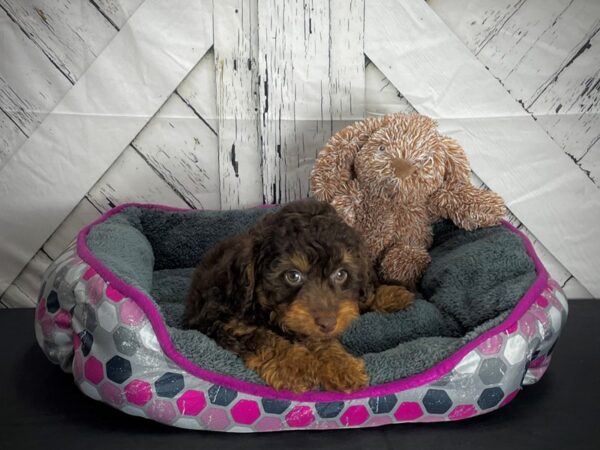 F1B Aussiedoodle-DOG-Male-Brown and Apricot-25111-Petland Las Vegas, Nevada