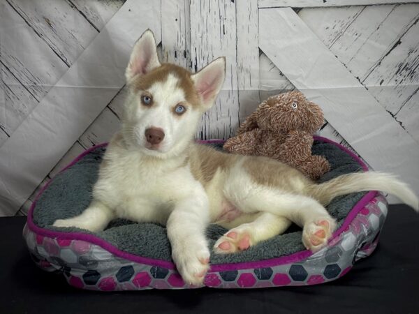 Siberian Husky DOG Male Red and White 25109 Petland Las Vegas, Nevada