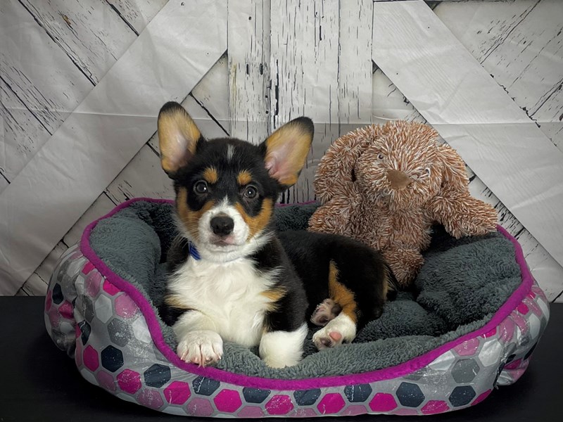 Pembroke Welsh Corgi Puppy Black and Tan ID:25106 Located at Petland ...