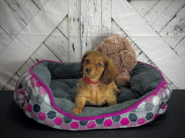 Dachshund DOG Female Fawn 25104 Petland Las Vegas, Nevada