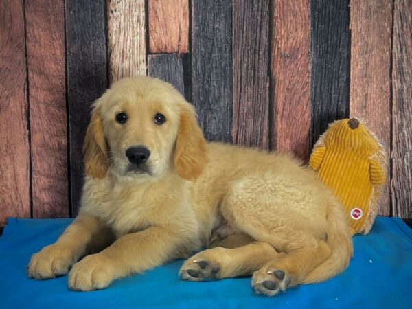 Golden Retriever DOG Male Light Golden 25135 Petland Las Vegas, Nevada