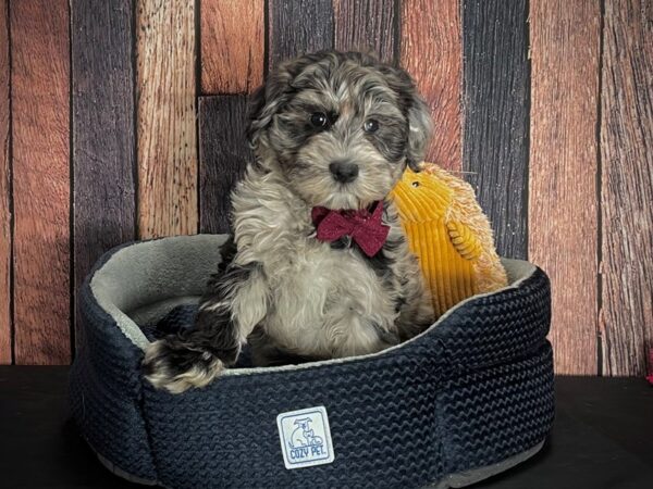 Poodle/Soft Coated Wheaten Terrier DOG Male Blue Merle / Tan 25131 Petland Las Vegas, Nevada